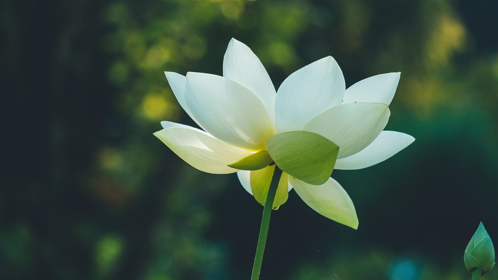 Eine weiße Blüte mit grünem Stängel